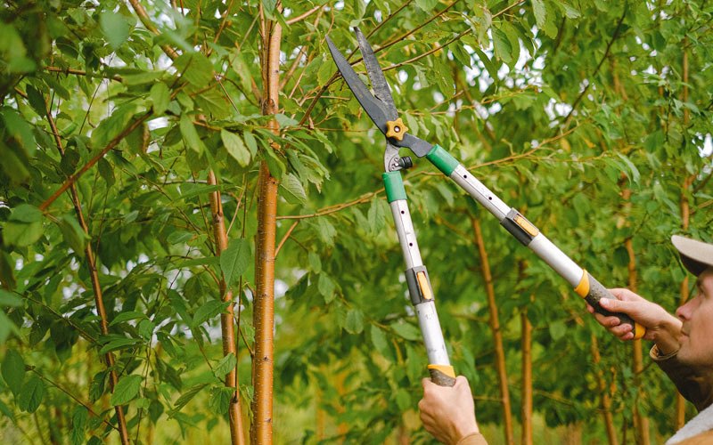 Tree trimming in Gervais, OR