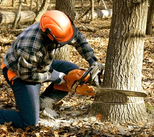 Tree Removal in Gervais, OR